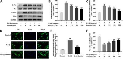 Betulin Alleviates the Inflammatory Response in Mouse Chondrocytes and Ameliorates Osteoarthritis via AKT/Nrf2/HO-1/NF-κB Axis